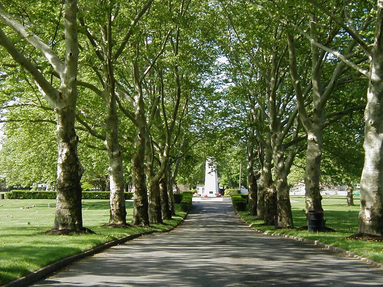 Rows of trees lining a road leading to a memorial at colonial memorial park