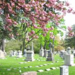 Harleigh Cemetery with pink flowers in the foreground managed by louis cicalese