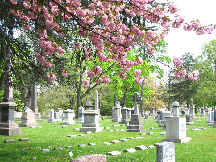 Harleigh Cemetery with pink flowers in the foreground managed by louis cicalese