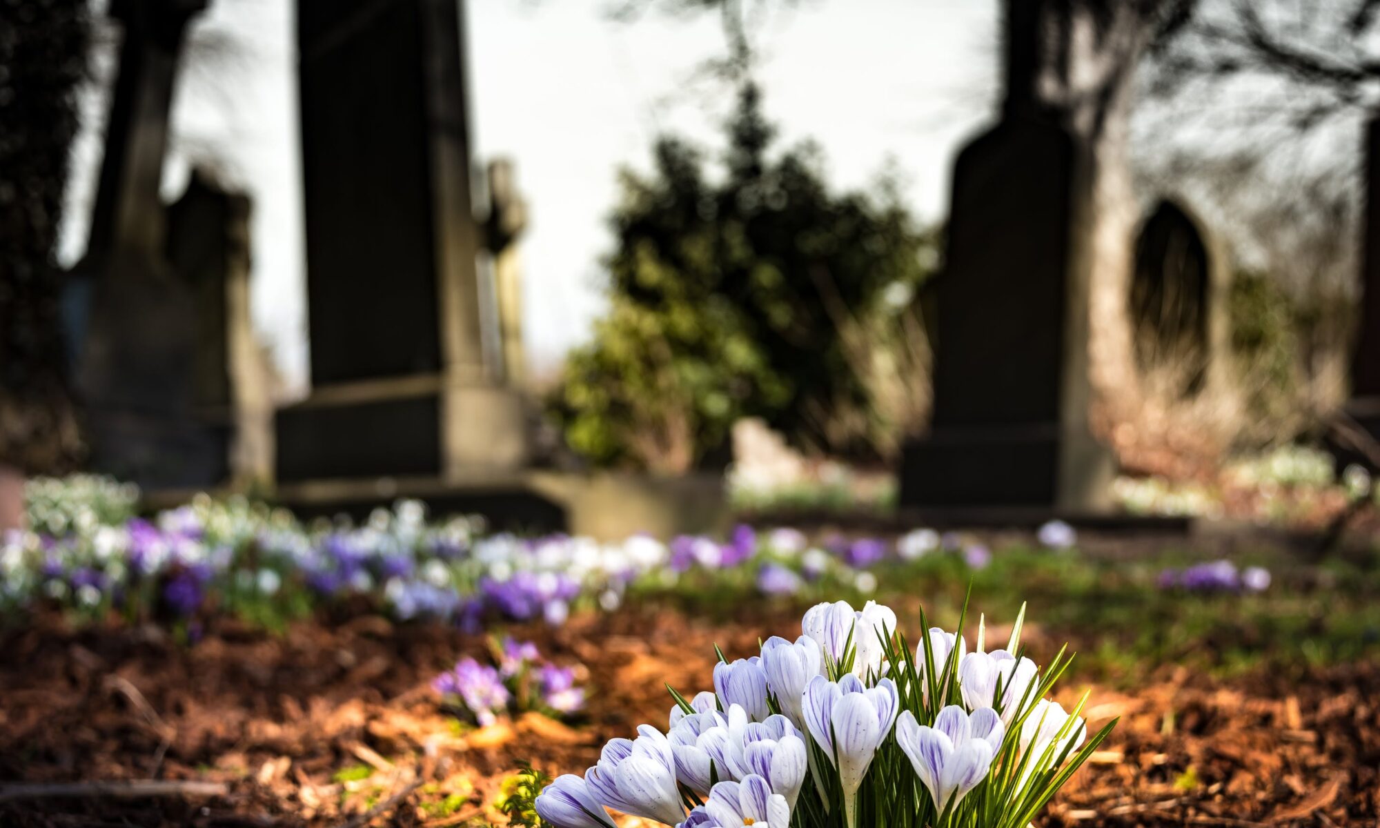 purple flowers growing in a cemetery